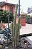 TRICHOCEREUS SPACHIANUS.jpg